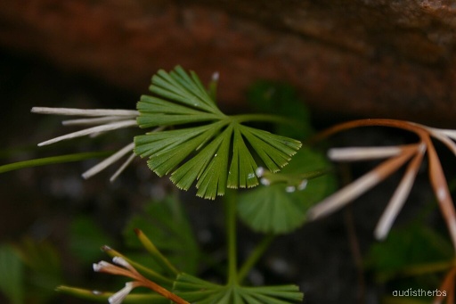 Actiniopteris dichotoma leaf2.jpeg